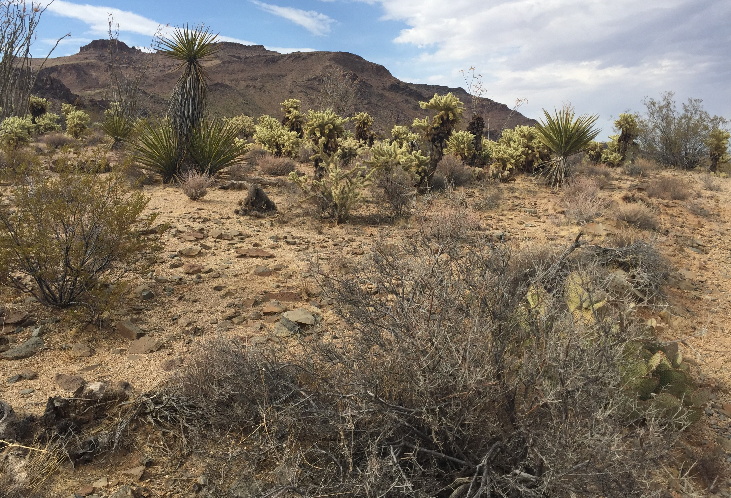 David Buick, Chris LeDoux & Lessons Learned